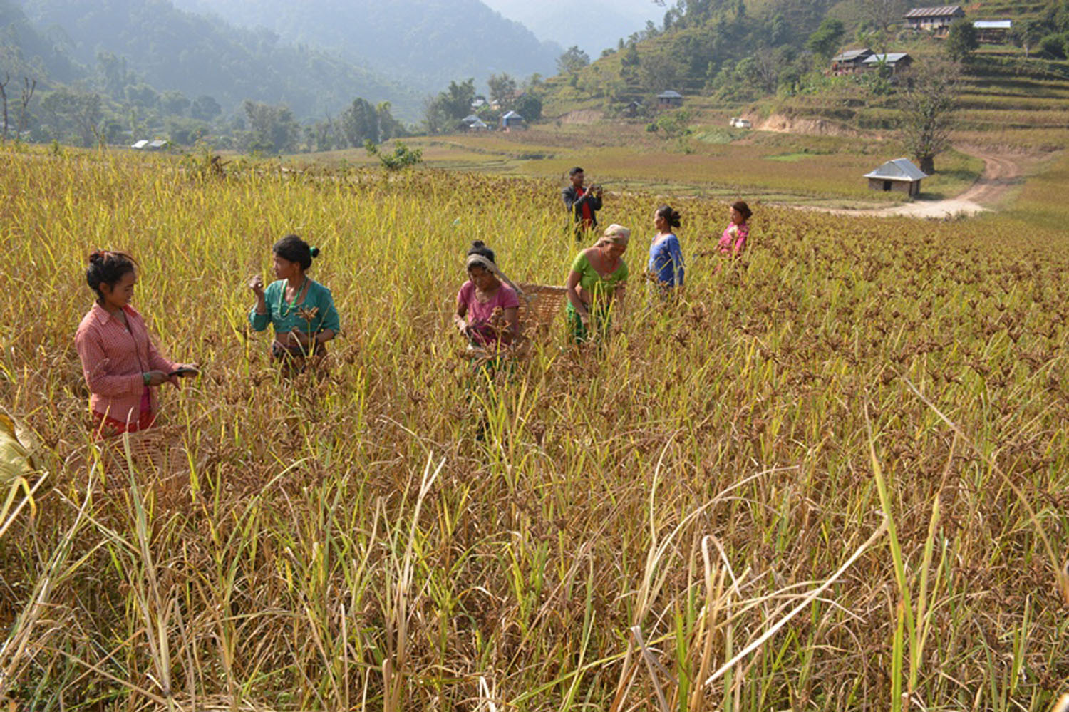 गुल्मीमा कोदोको उत्पादन बढ्यो